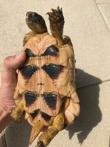 Predám 6ks Testudo Marginata Marginata