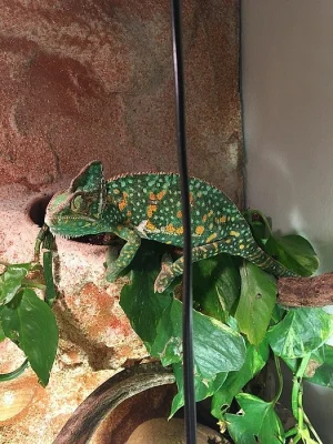 CHAMELEON jemenský samec, samice + TERÁRIUM 160 x 70 x 50