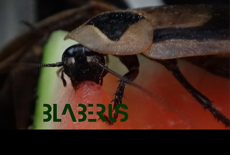 Šváb Blaberus discoidalis - 1 metr švábů zdarma