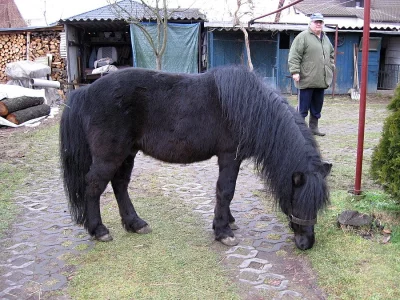 Prodám staršího hřebečka Pony