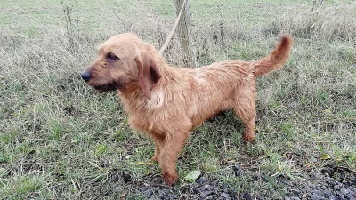 Plavý bretaňský baset