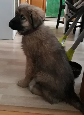 Prodám štěně kavkazského pasteveckého psa