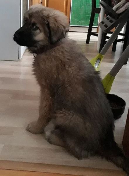 Prodám štěně kavkazského pasteveckého psa