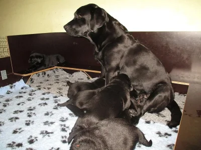 Labrador - štěňata s PP
