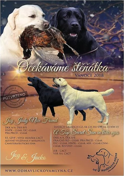 Labrador - štěňata s PP