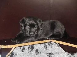 Labrador - štěňata s PP