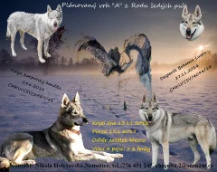 Československý vlčák s PP