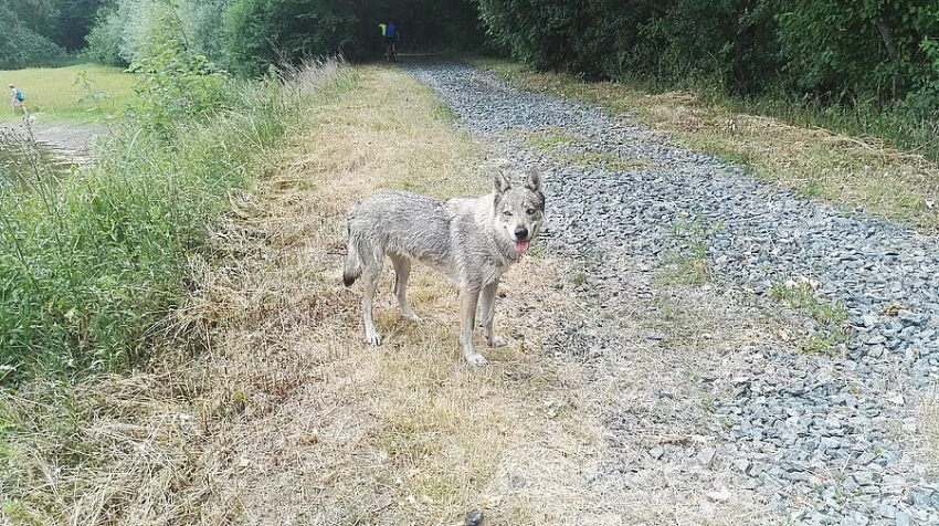 Československý vlčák s PP