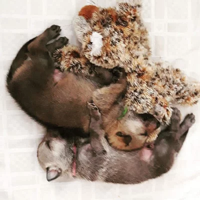 Československý vlčák s PP