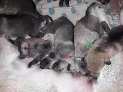 Československý vlčák s PP