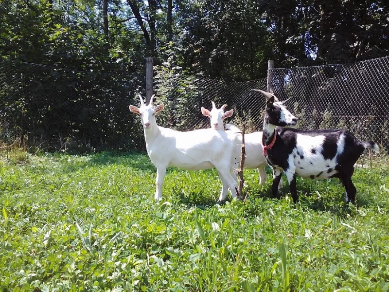 Kozy na chov