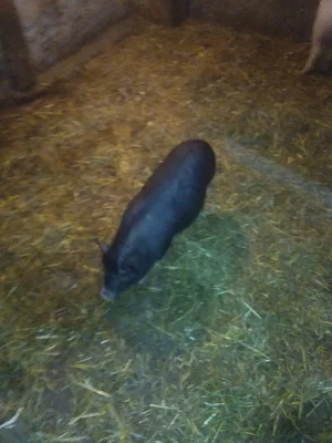 Prodám prase kříženec vetnamec a prase domácí váha