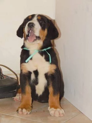 Veľký švajčiarsky salašnícky pes