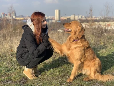 Pejsek ke krytí - Zlatý retriever