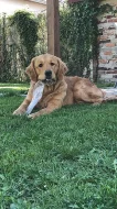 Pejsek ke krytí - Zlatý retriever