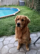 Pejsek ke krytí - Zlatý retriever