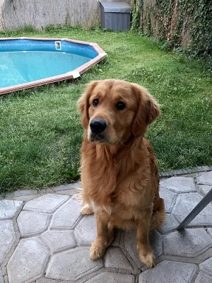 Pejsek ke krytí - Zlatý retriever