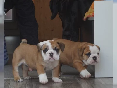 Anglický buldok štěňata s papíry.