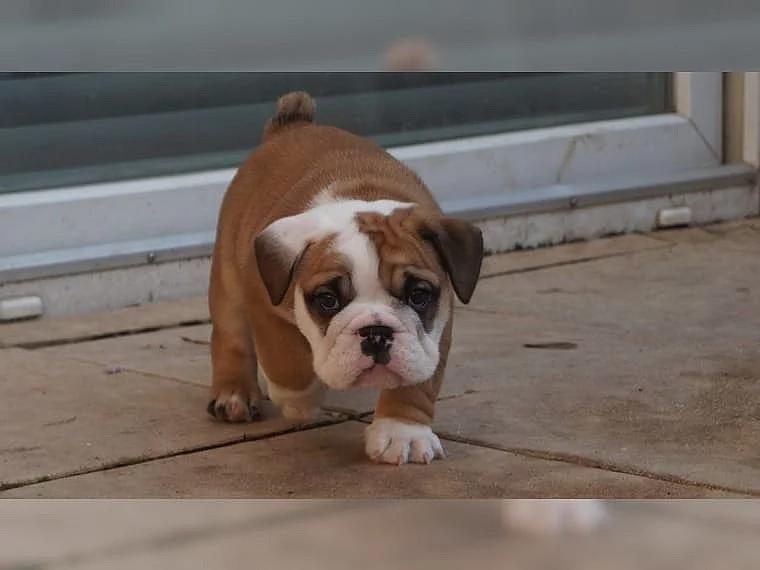 Anglický buldok štěňata s papíry.