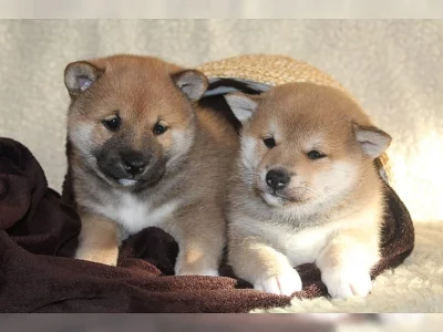 SHIBA INU OPAVA