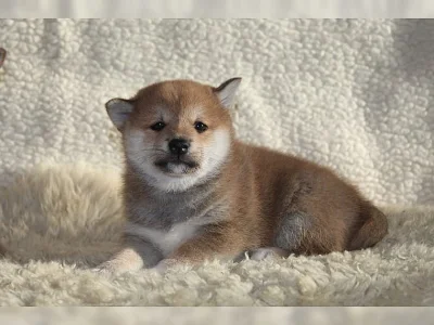 SHIBA INU OPAVA