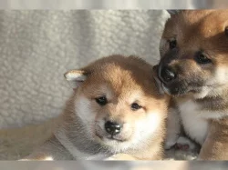 SHIBA INU OPAVA