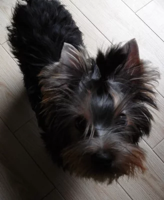 Jorkšírský terrier s PP