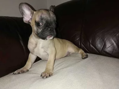 Francouzský buldoček - zlatý, černý čumáček