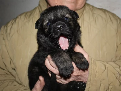 Německý ovčák - štěňata s PP