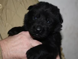 Německý ovčák - štěňata s PP