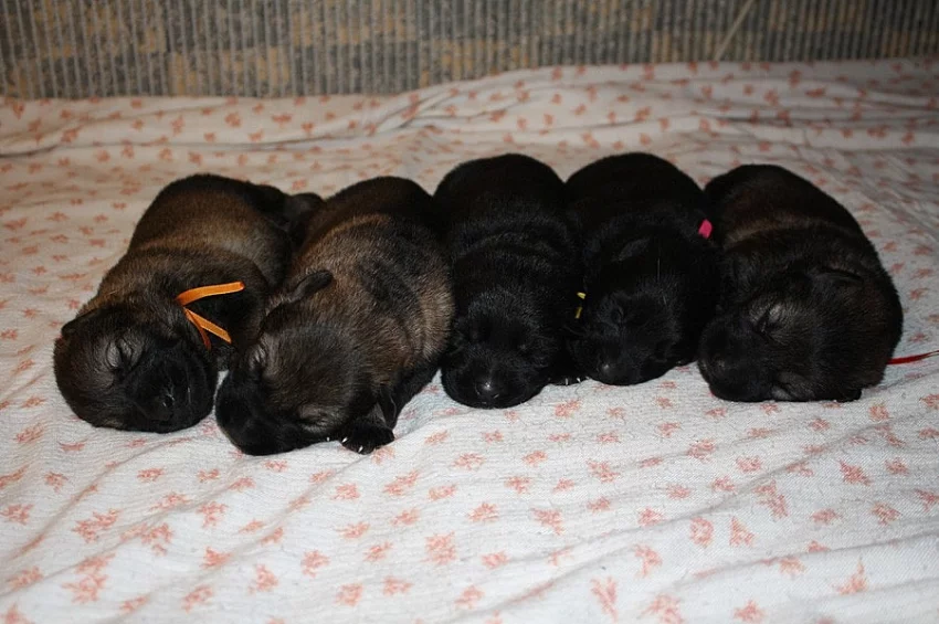 Německý ovčák - štěňata s PP