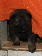 Německý ovčák - štěňata s PP