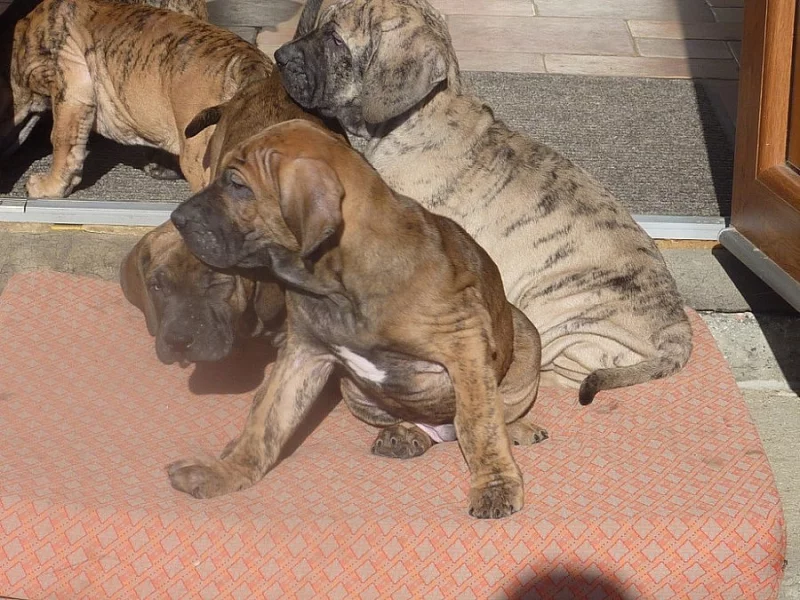 Štěňata Brazilská fila