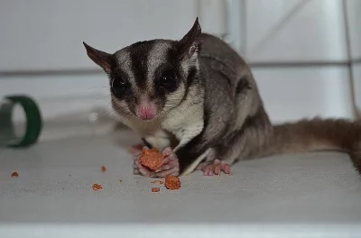 Vakoveverka létavá