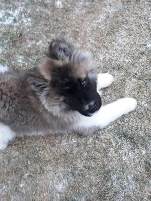 Americká akita- fenka