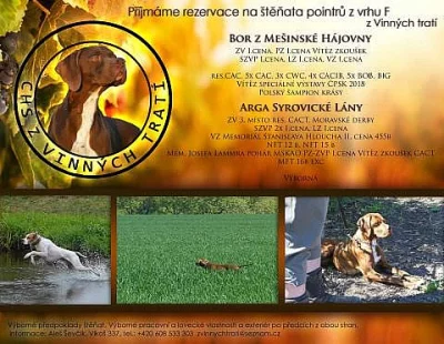 Pointer - štěňata