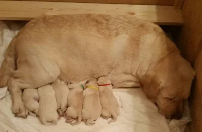 Štěňata Labradorského retrievera s PP
