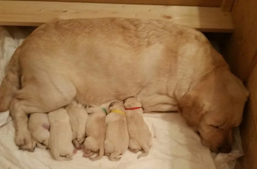 Štěňata Labradorského retrievera s PP