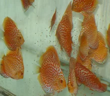 Prodám terčovce varianty Red melone, Pigeon blood a P. gold