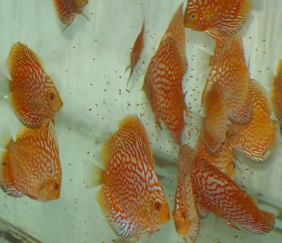 Prodám terčovce varianty Red melone, Pigeon blood a P. gold