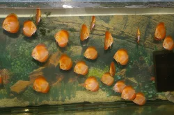 Prodám terčovce varianty Red melone, Pigeon blood a P. gold