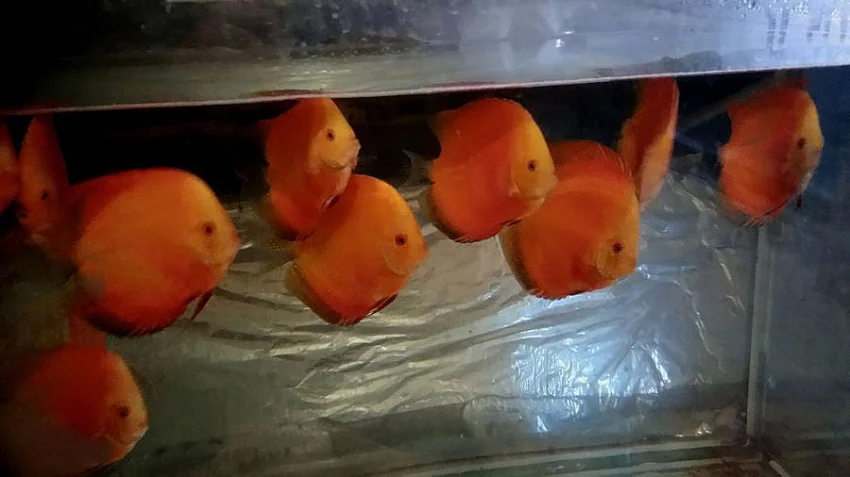 Prodám terčovce varianty Red melone, Pigeon blood a P. gold