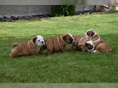 Anglický buldog bez PP