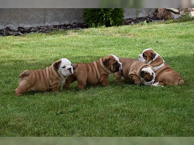 Anglický buldog bez PP