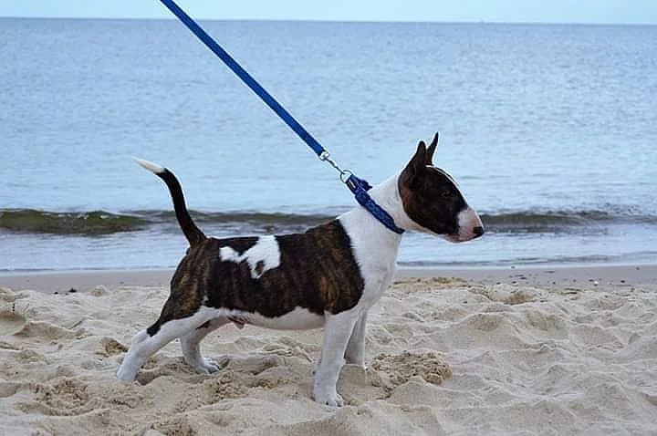 Miniaturni bulterier