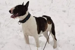 Miniaturni bulterier