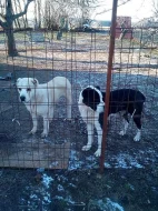 Daruji štěně Středoasijského pasteveckého psa