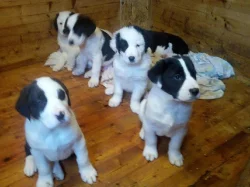 Daruji štěně Středoasijského pasteveckého psa