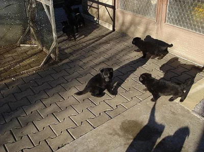 Prodám německý ovčák štěňata černá z pp