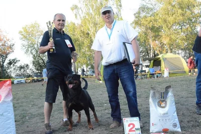 Rotvajler štěňata s PP